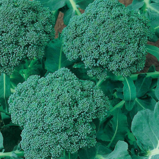 Waltham 29 Heirloom Broccoli Seeds