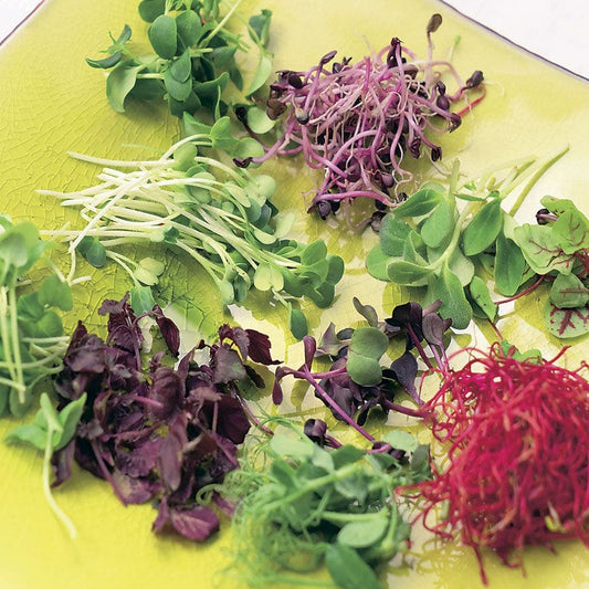 Old Mexico Mix Salad/Microgreens Seeds