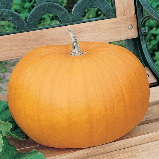 Connecticut Field OP Pumpkin Seeds