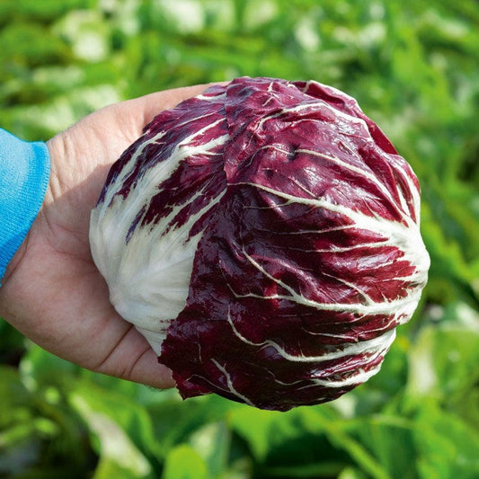 Vivaldi F1 Radicchio Seeds