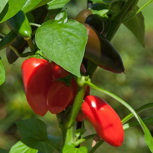 Kitchen Minis™ Fresh Bites Red Edible Potted Pepper Seeds
