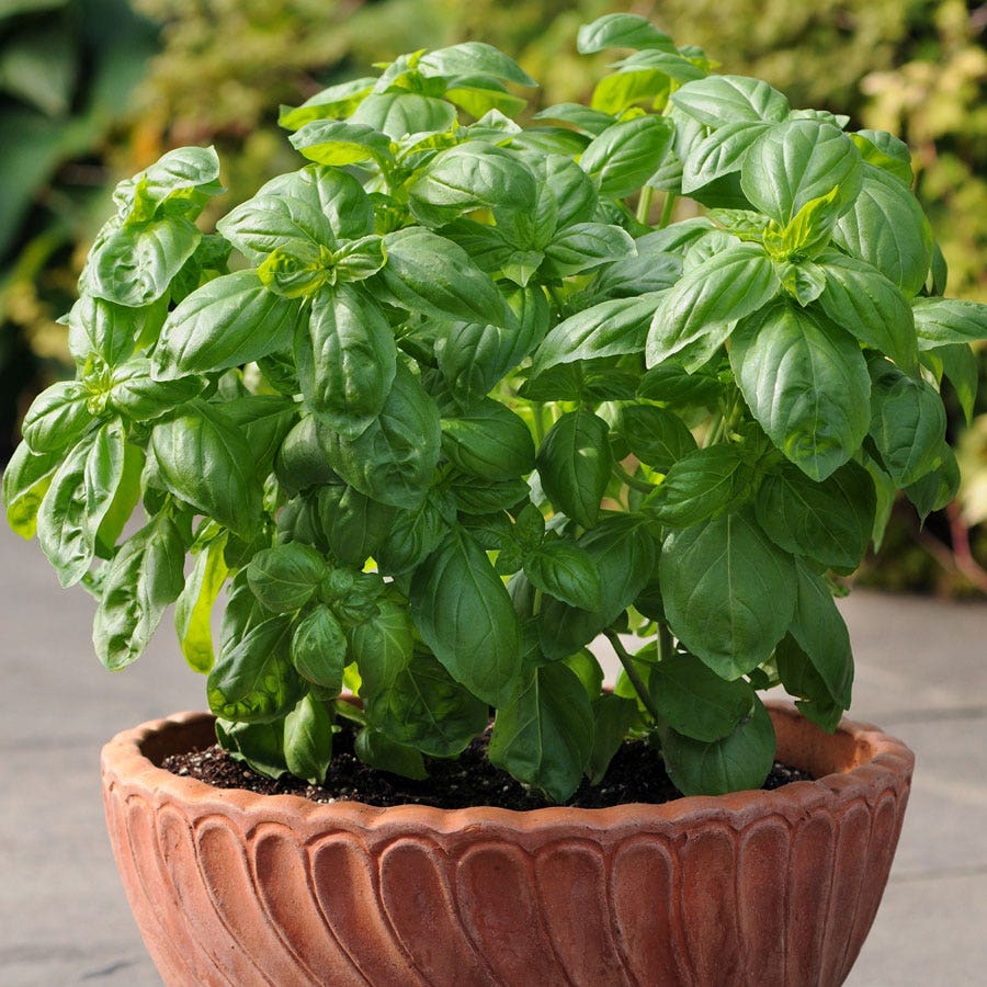Dolce Fresca Basil Seeds