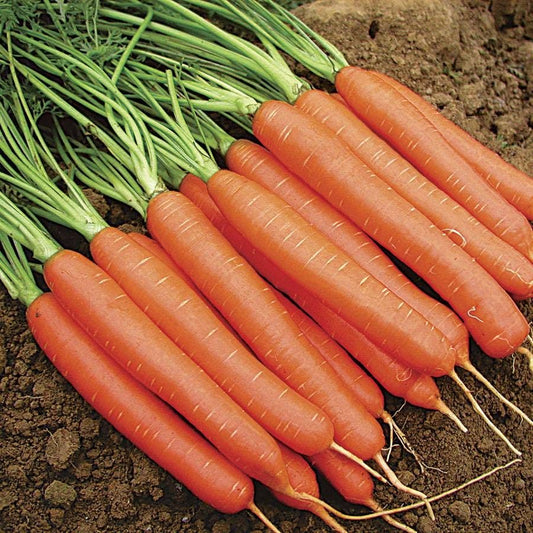 Merida Hybrid Carrot Seeds