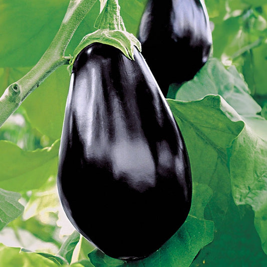 Amadeo Eggplant Seeds
