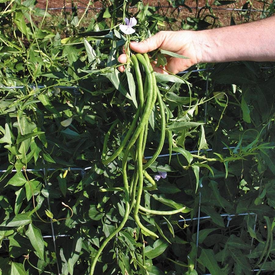 Poly Beans Pole Bean Seeds | 100% Non-GMO | Heirloom Varieties – Park Seed