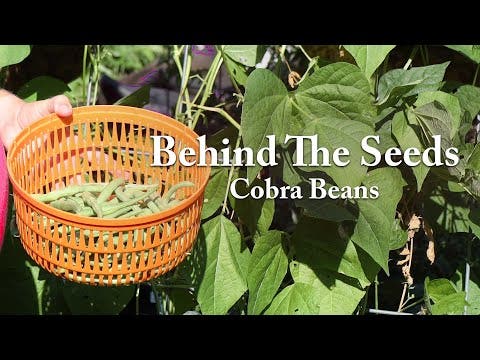 Cobra Garden Bean Seeds