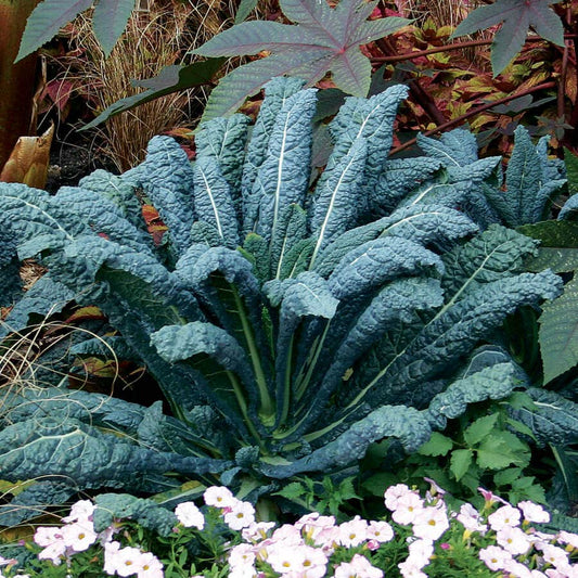 Lacinato Kale Seeds