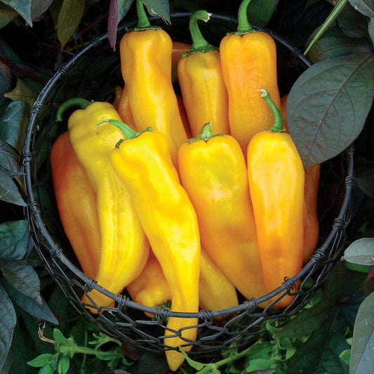 Mama Mia Giallo Hybrid Sweet Pepper Seeds