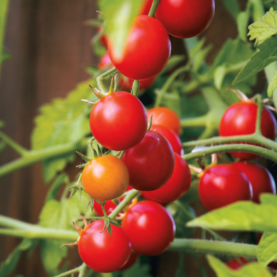 Nectar Hybrid Cherry Tomato Seeds