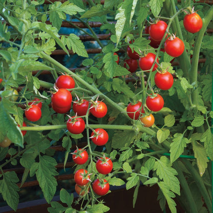 Nectar Hybrid Cherry Tomato Seeds