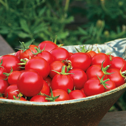Nectar Hybrid Cherry Tomato Seeds