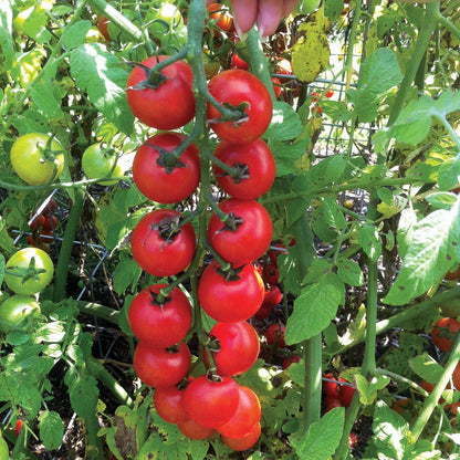Nectar Hybrid Cherry Tomato Seeds
