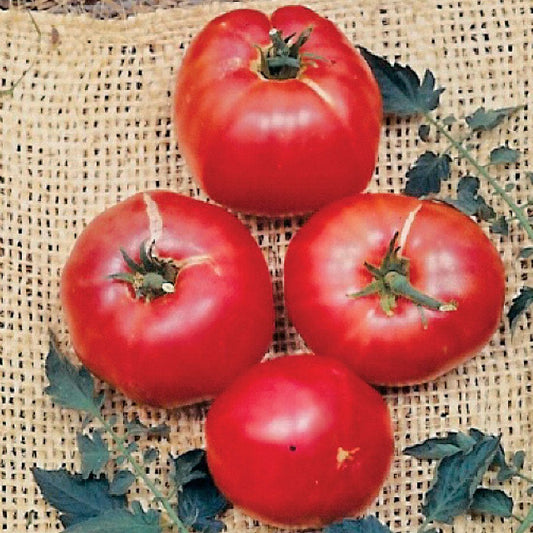 German Johnson Tomato Seeds