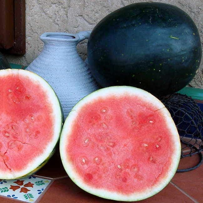 Harvest Moon Hybrid Seedless Watermelon Seeds