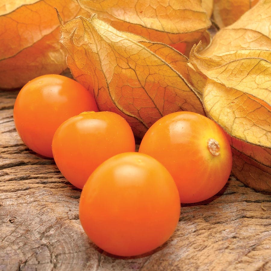 Aunt Molly's Ground Cherry Organic Seeds