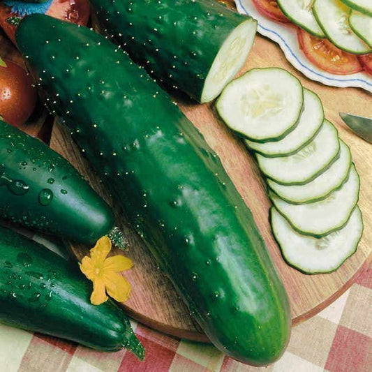 Park Seed Select Slicer Hybrid Cucumber Seeds
