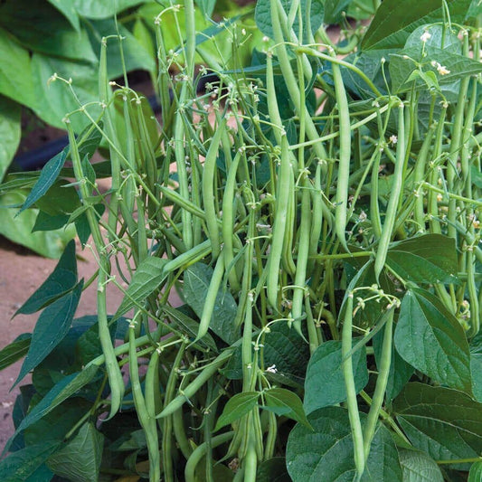 Mascotte Garden Bean Seeds