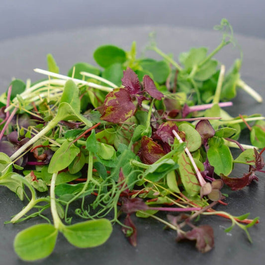 Rainbow Mix Microgreens Seeds