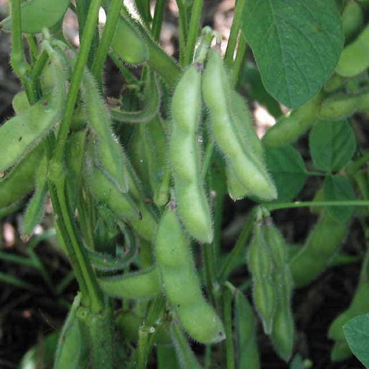 Midori Giant Bush Edamame Soybean Seeds