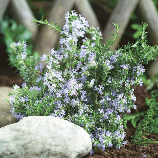 SimplyHerbs™ Rosemary Seeds