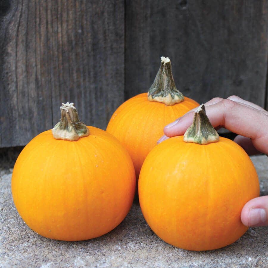 Kandy Korn Plus Hybrid Pumpkin Seeds