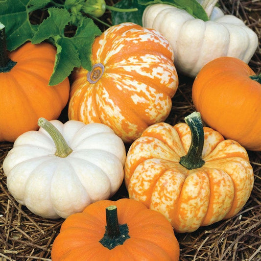 Mini Harvest Blend Pumpkin Seeds