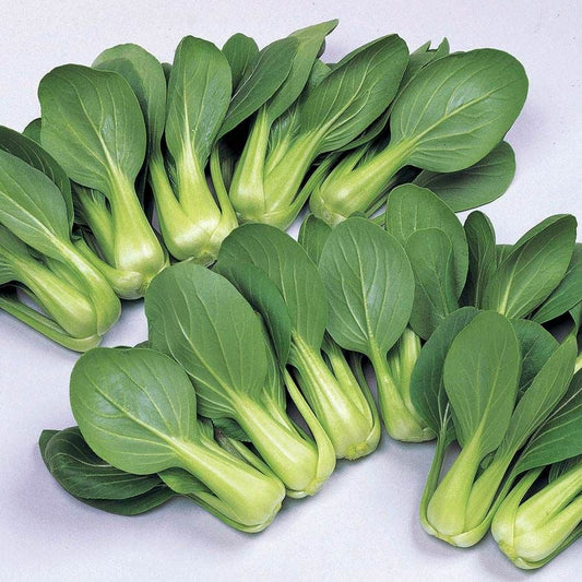 Li Ren Choy Hybrid Pak Choi Seeds