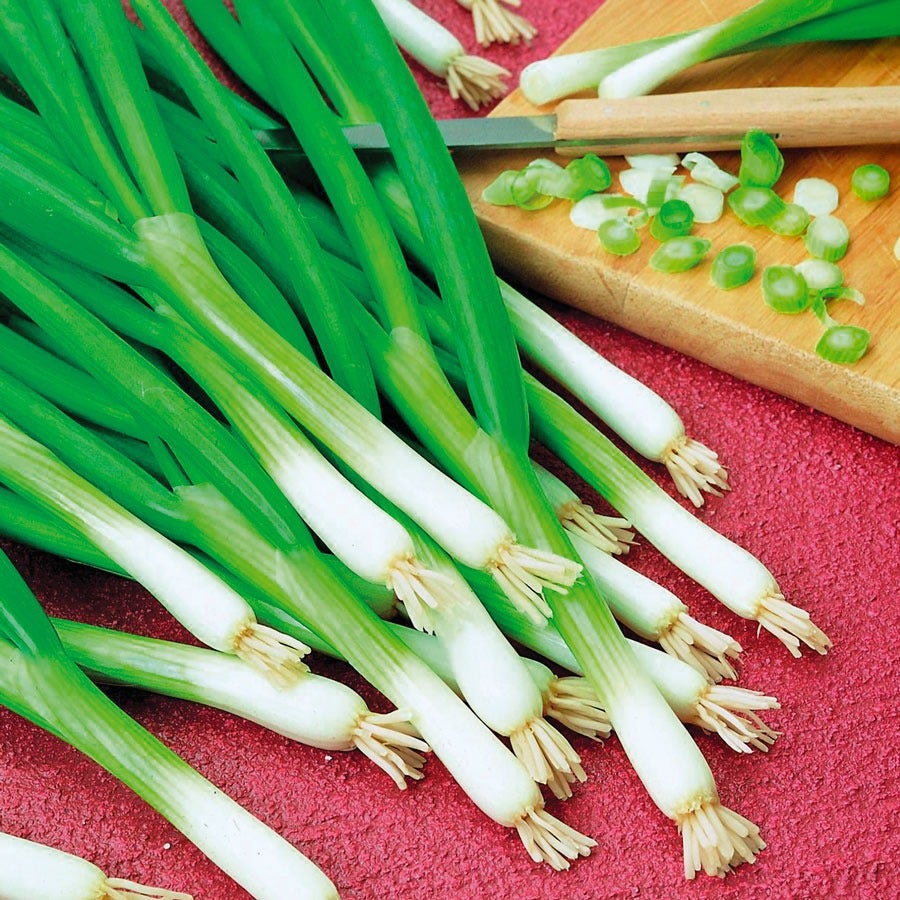 Warrior Bunching Onion Seeds
