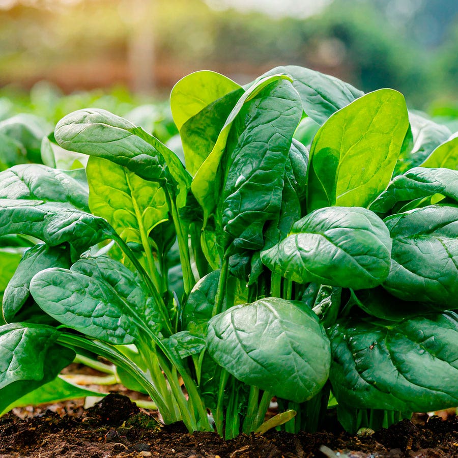 Baby Leaf Riverside Spinach Seeds