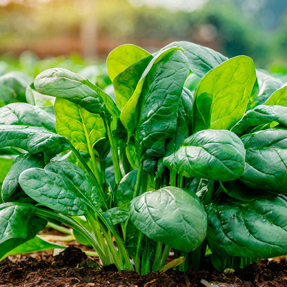 Baby Leaf Riverside Spinach Seeds