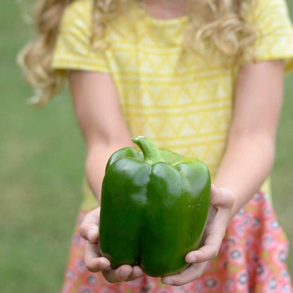 Park's Whopper II Hybrid Bell Pepper Seeds