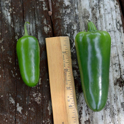 Park's Whopper Jalapeño Pepper Seeds
