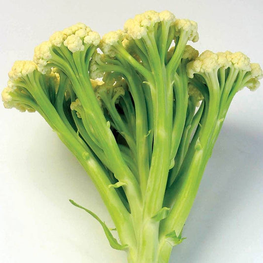 Fioretto 60 Cauliflower Seeds