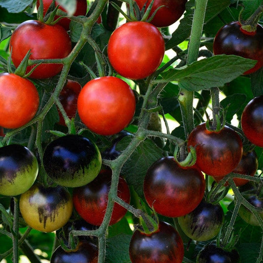 Midnight Snack Hybrid  Cherry Tomato Seeds