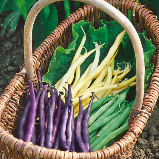 Mardi Gras Blend Garden Bean Seeds