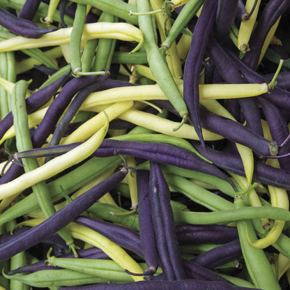 Mardi Gras Blend Garden Bean Seeds