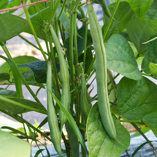 Flagrano Bush Bean Seeds