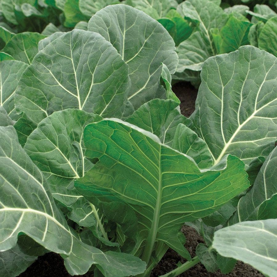 Flash Collard Seeds – Park Seed