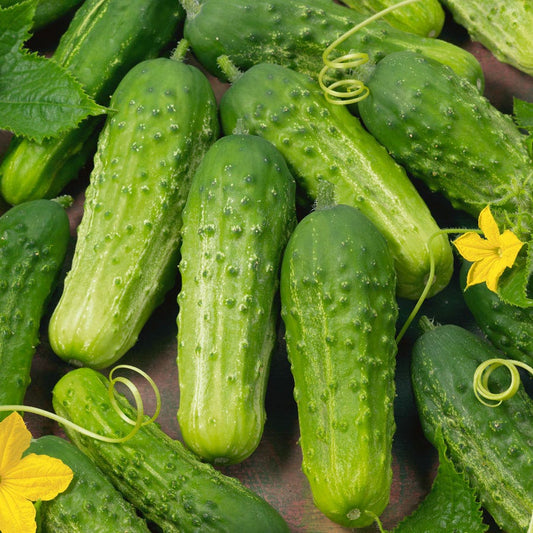 Garden Bush Pickle F1 Cucumber Seeds