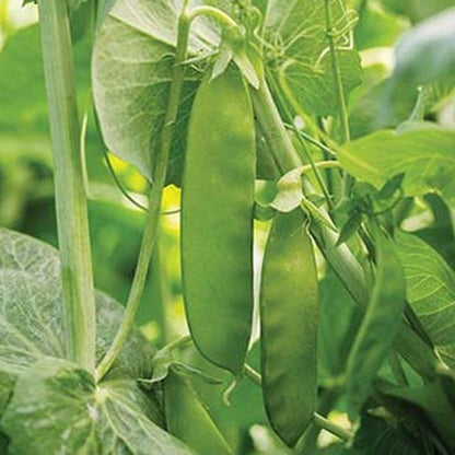 Mammoth Melting Organic Snow Pea Seeds