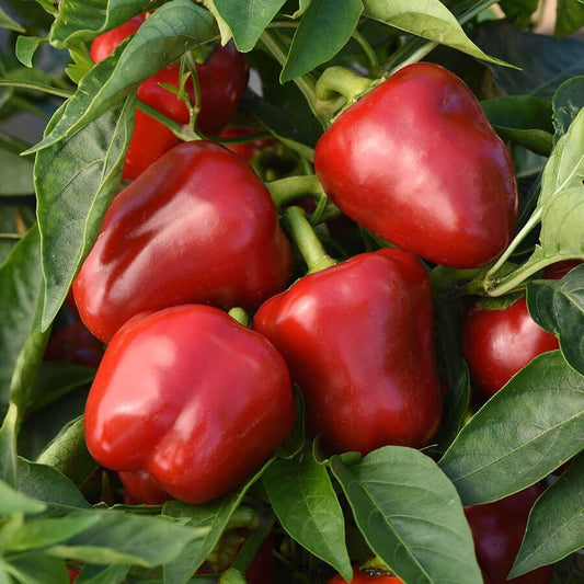 Snackabelle Red Pepper Seeds