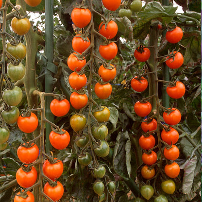 Sun Gold Tomato Seeds - Hybrid