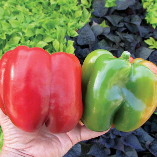 Recovery Hybrid Pepper Seeds