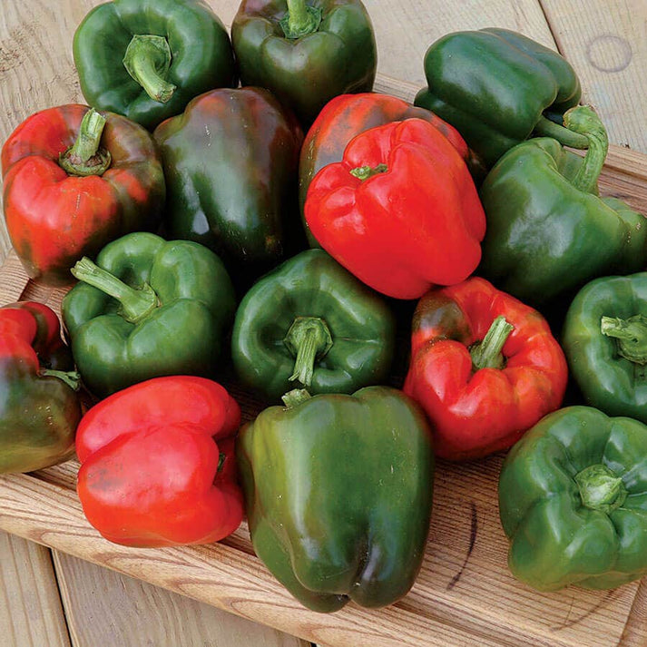 Karisma Pepper Seeds – Park Seed