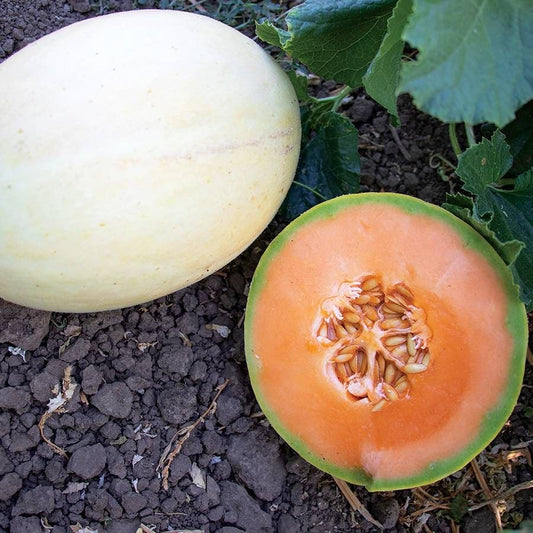 Melon Papayadew F1