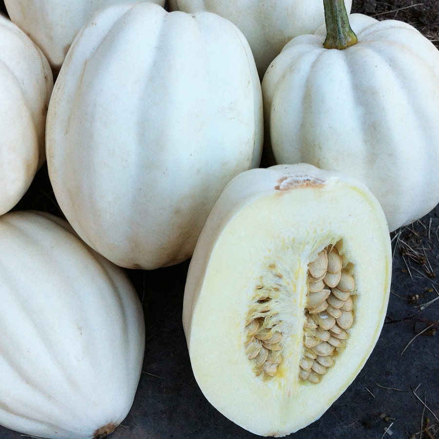 Mashed Potato Winter Squash Seeds
