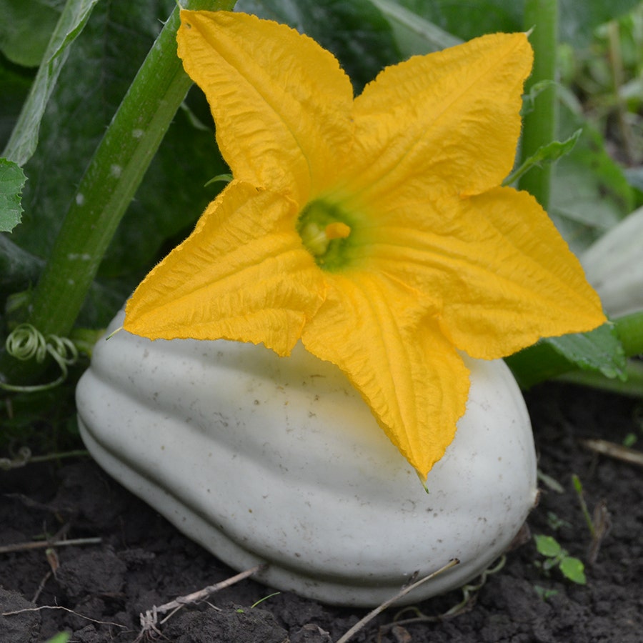 Mashed Potato Winter Squash Seeds