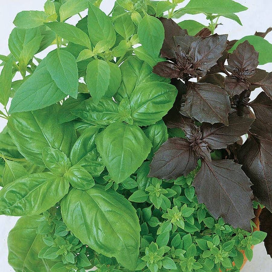 Culinary Blend Basil Organic Seeds