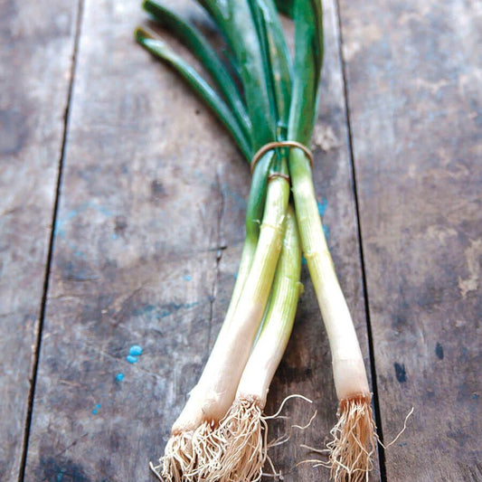 Parade Green Onion Organic Seeds