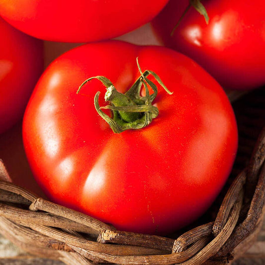 Fireworks Organic Tomato Seeds